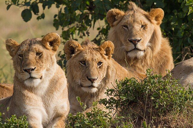 On Rising Lions