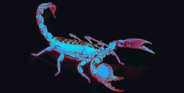 hey Lex what the f🦂ck does crepuscular mean?