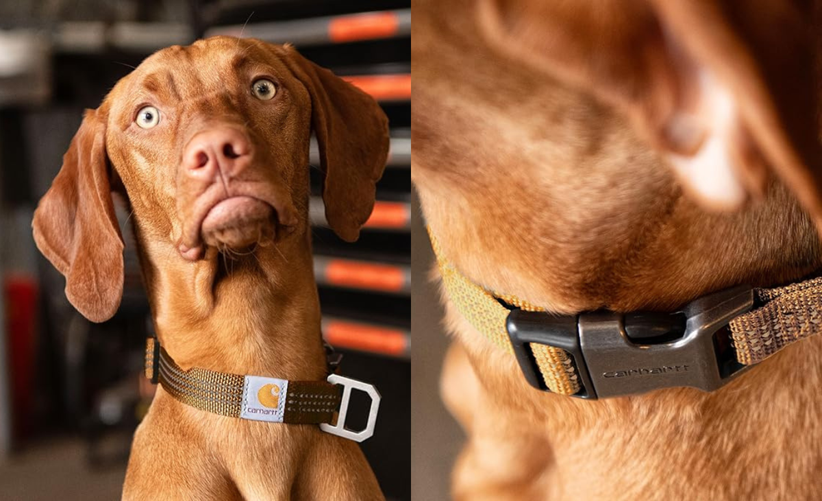 Best Dog Collars of 2025: Stylish, Durable & Comfortable Picks