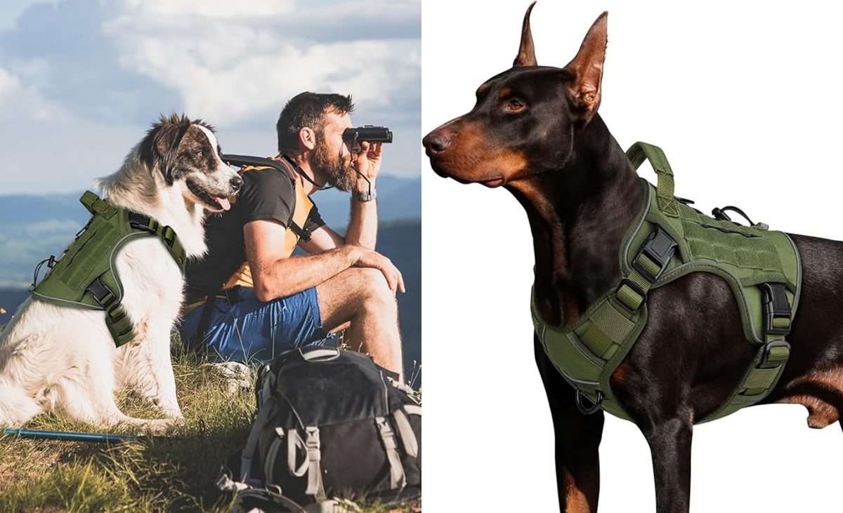 Paw-sitively the Best: 2025's Top Dog Harnesses for Happy Walks