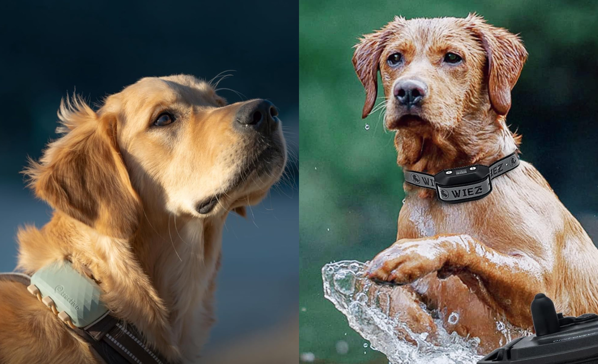 Stay Paw-sitioned: GPS Dog Collars That Keep Tabs on Your Pet
