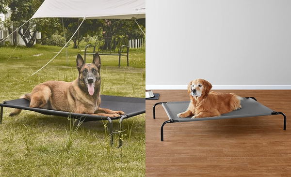 No Ruff Nights: Best Elevated Dog Beds to Pamper Your Pup in 2025