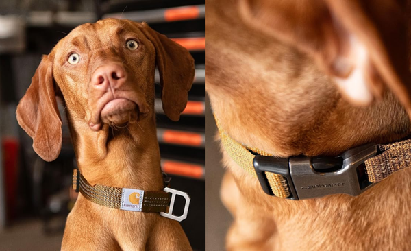 Best Dog Collars of 2025: Stylish, Durable & Comfortable Picks