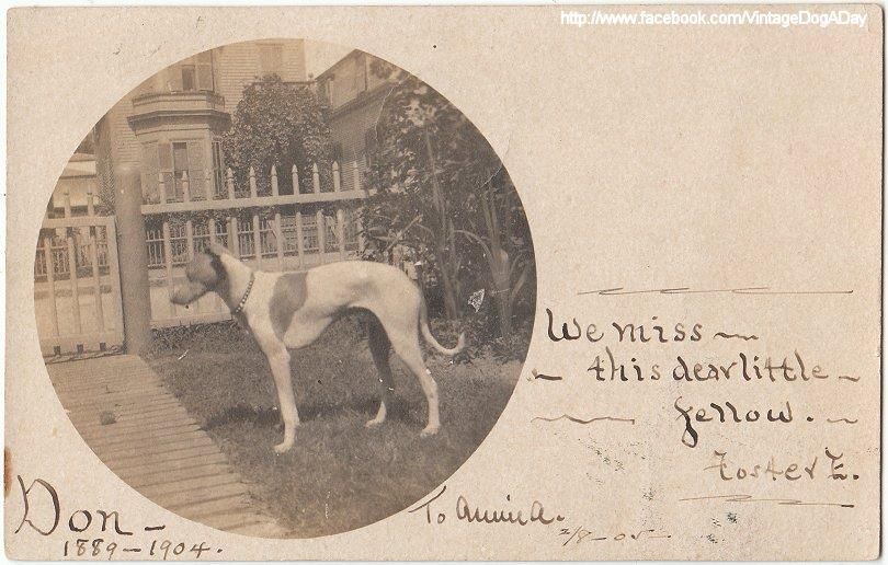 If You Own a Dog, Read This.