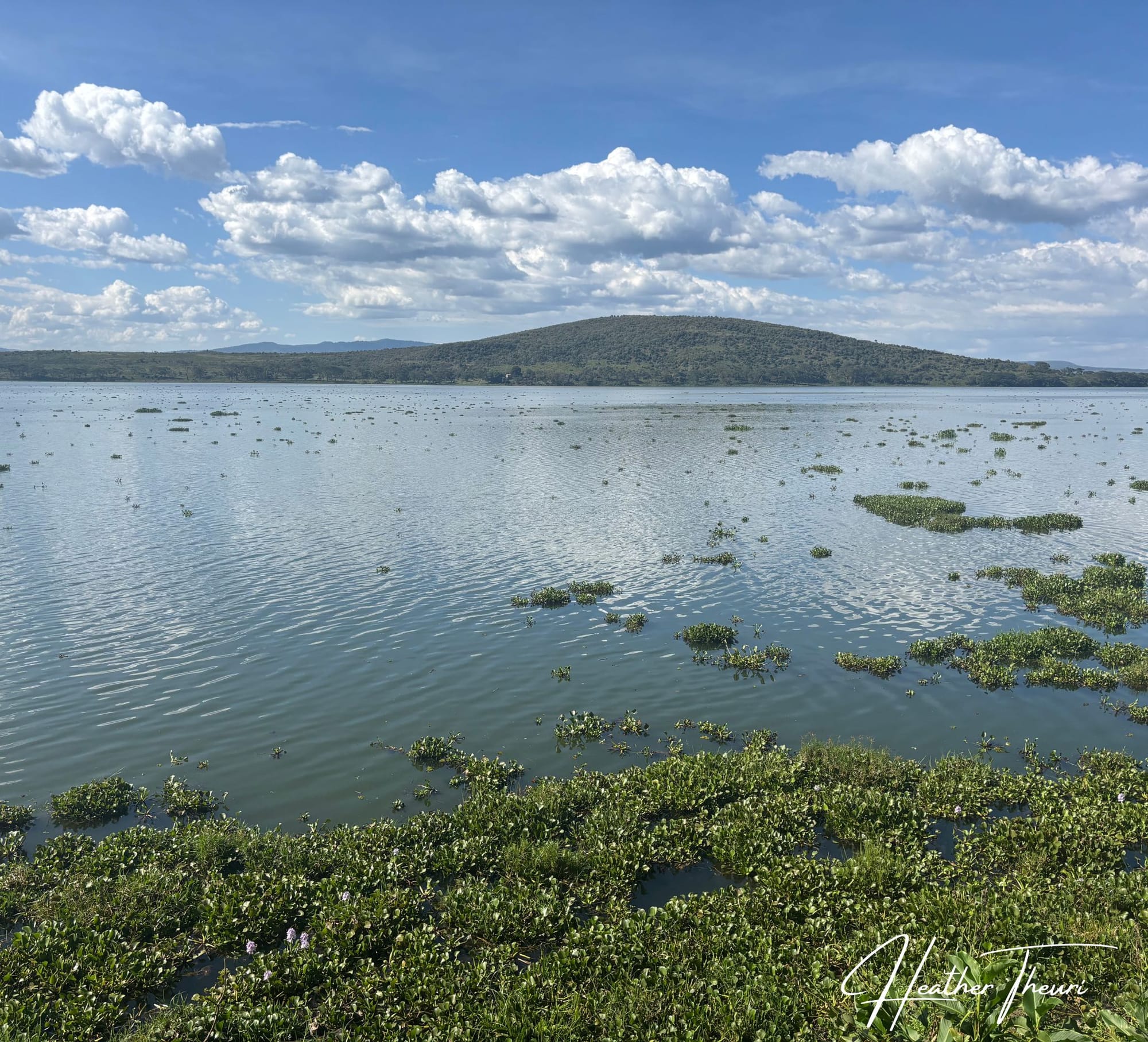The Floating Menace: Unmasking Water Hyacinth