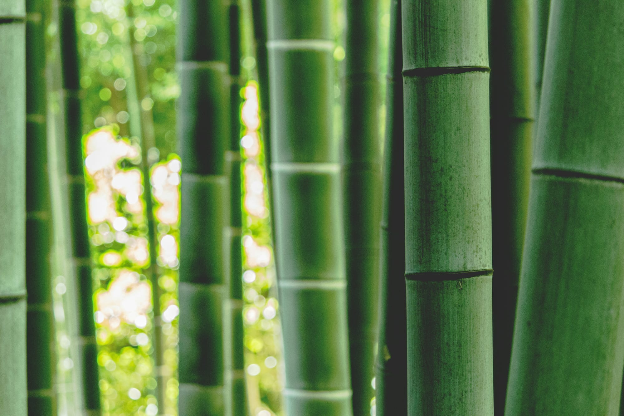 Why Bamboo Is the Grass We All Need to Know About