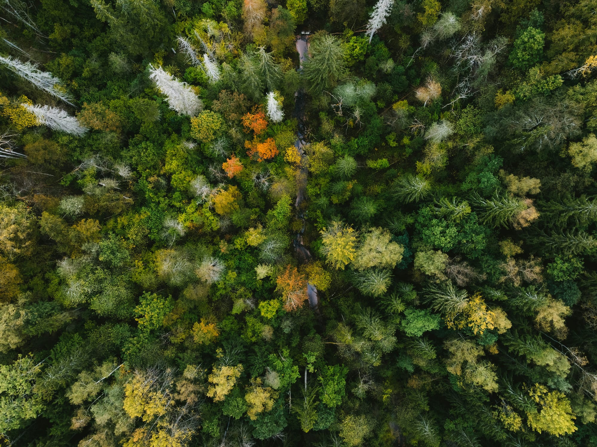 Tree-Mendous! Why Forests Are Vital for Our Future