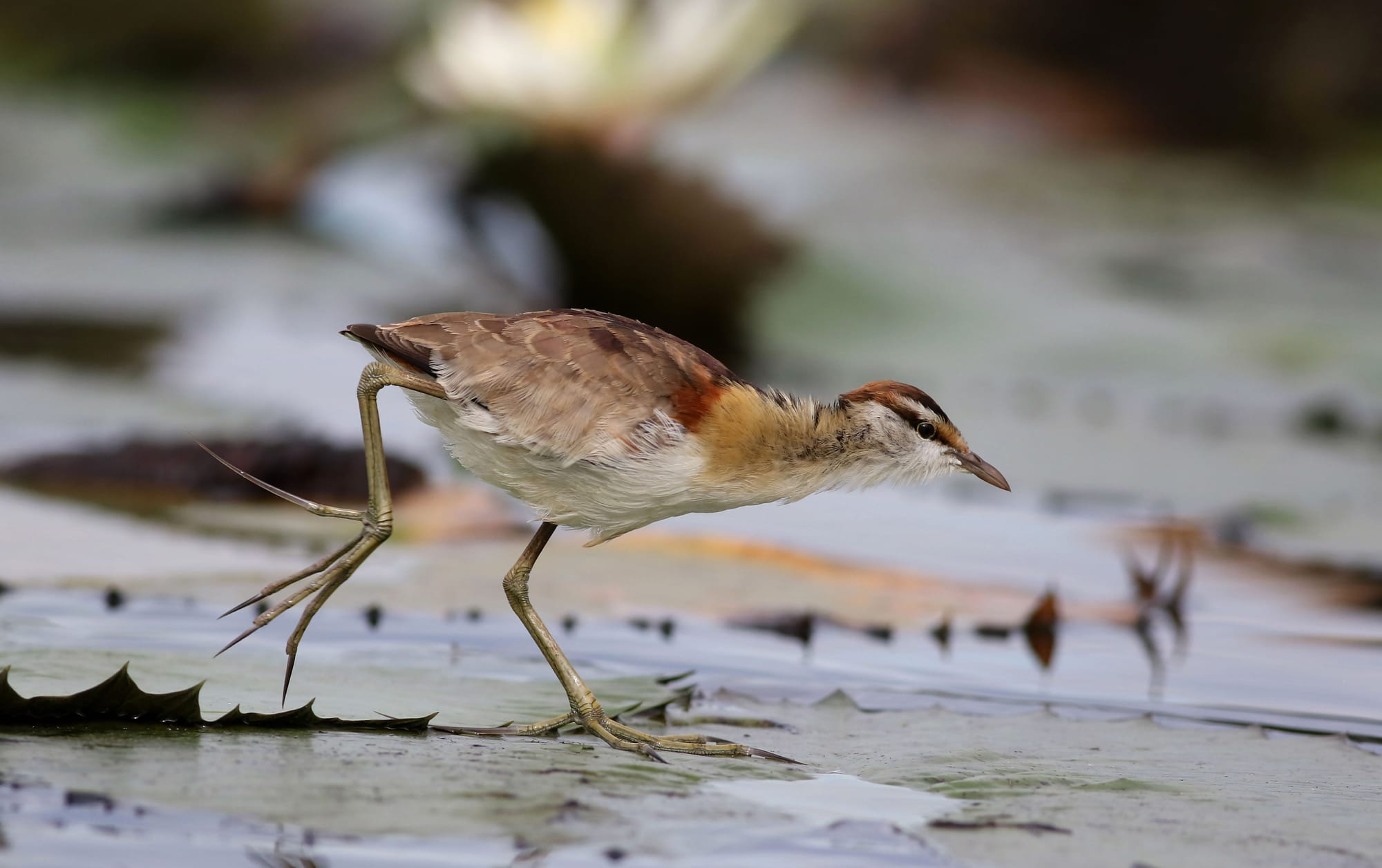 Photo of Lesser Jacana by Derek Keats via Pexels