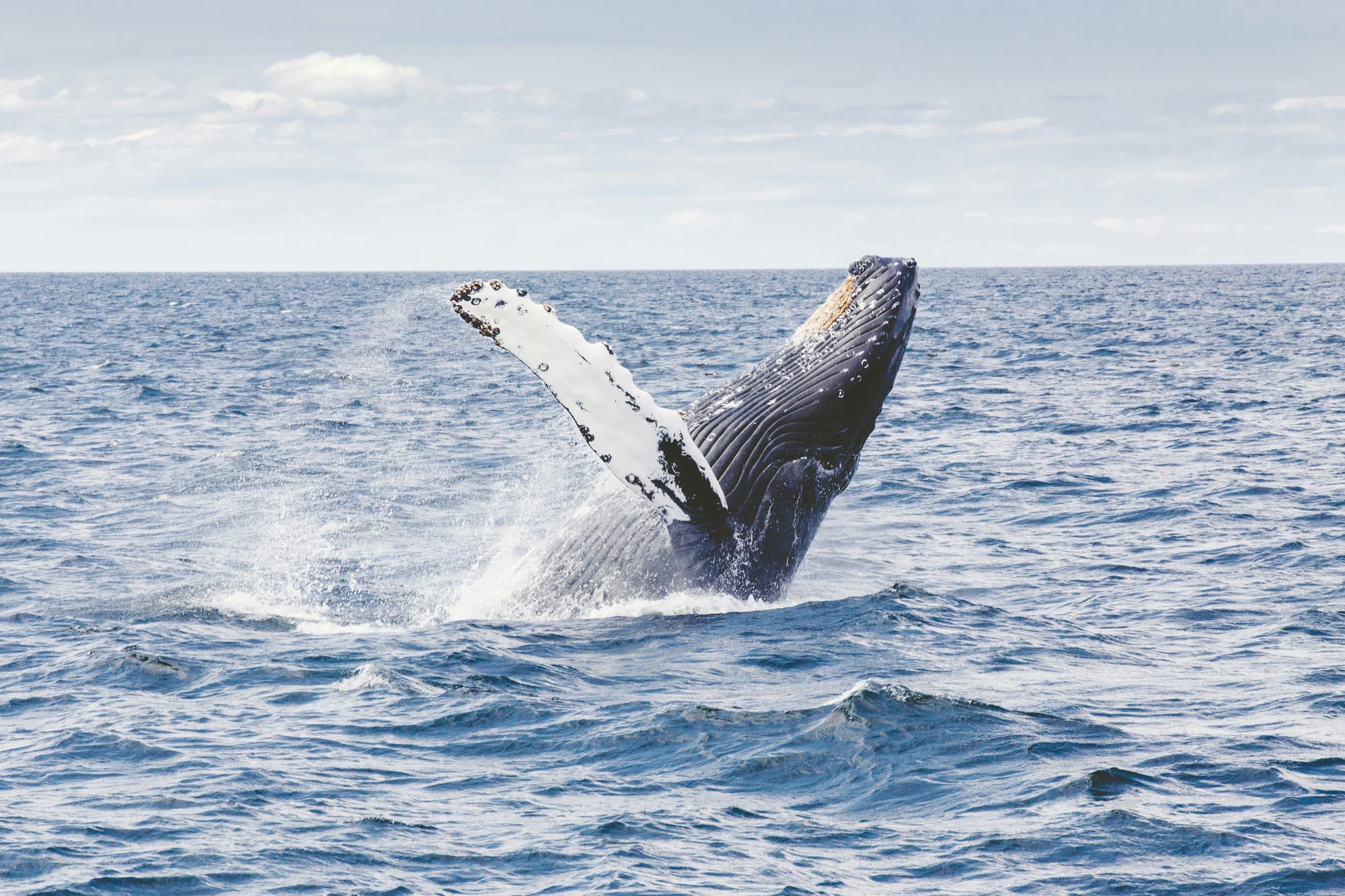 Whale Falls: Life After Death in the Deep Sea