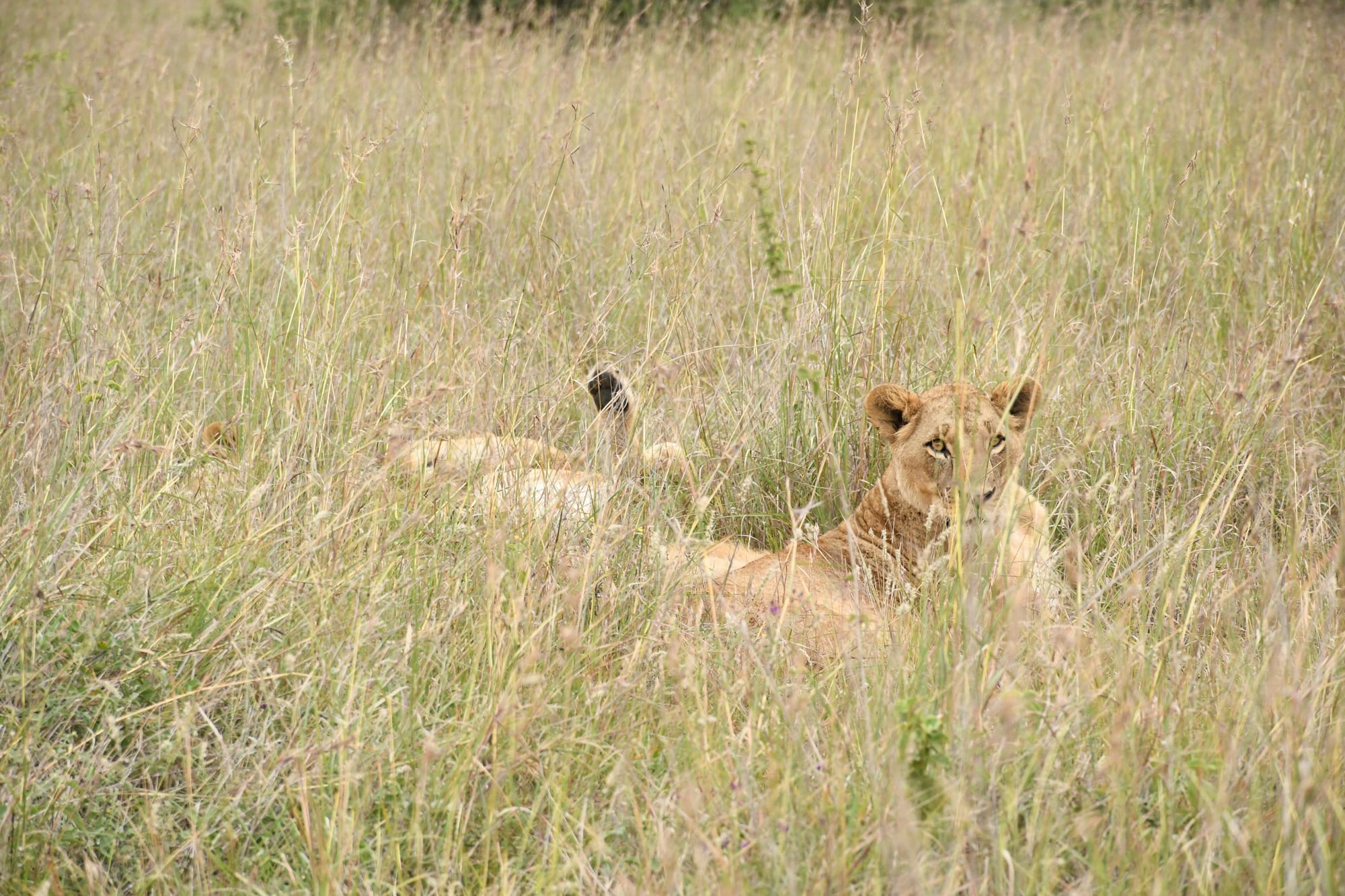 Yes there are lions in the Nairobi National Park