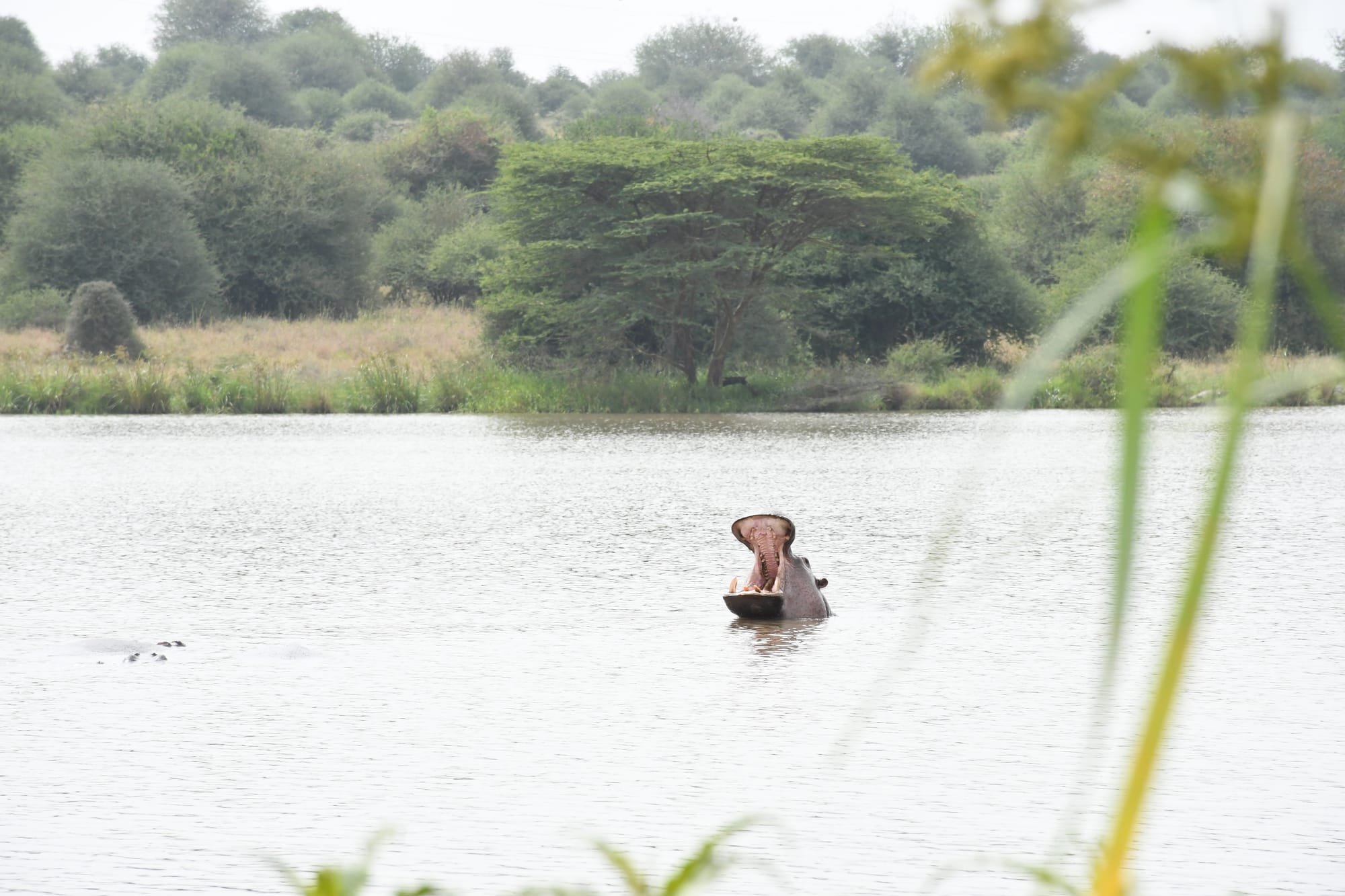 Hippo Pool at the Nairobi National Park