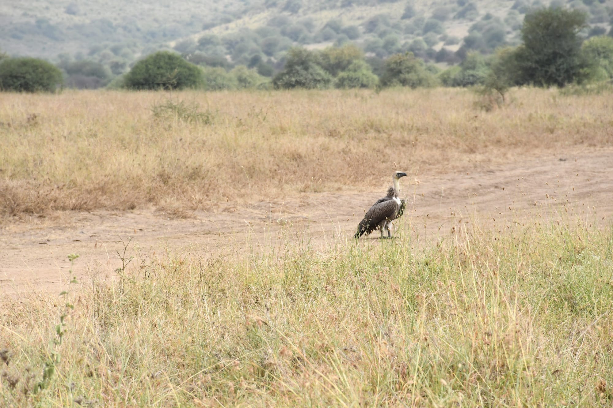 Rüppell’s griffon vulture