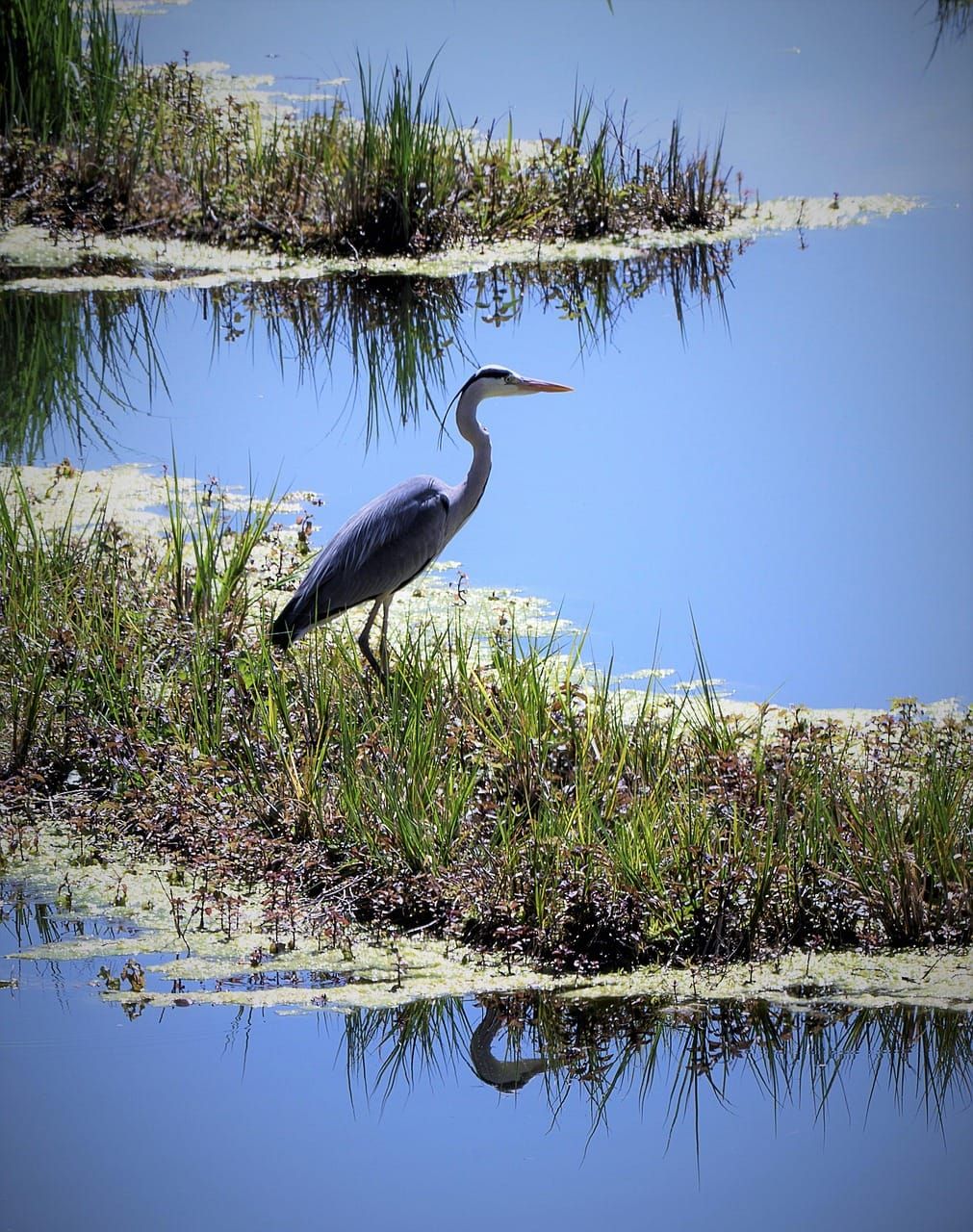 Feathers and Floodplains: Saving Africa’s Wetland Birds