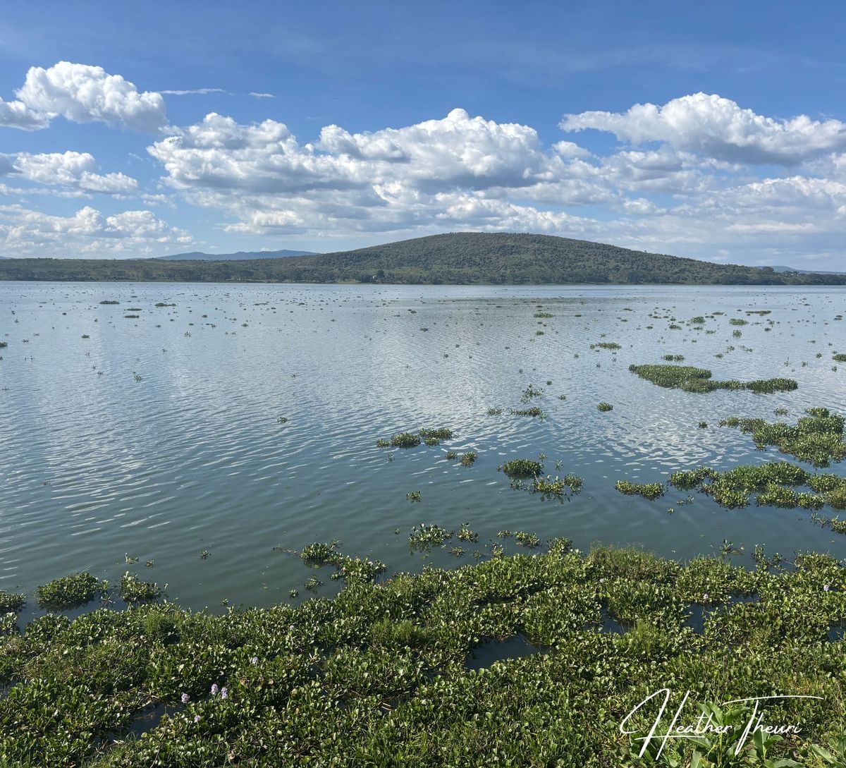 The Floating Menace: Unmasking Water Hyacinth
