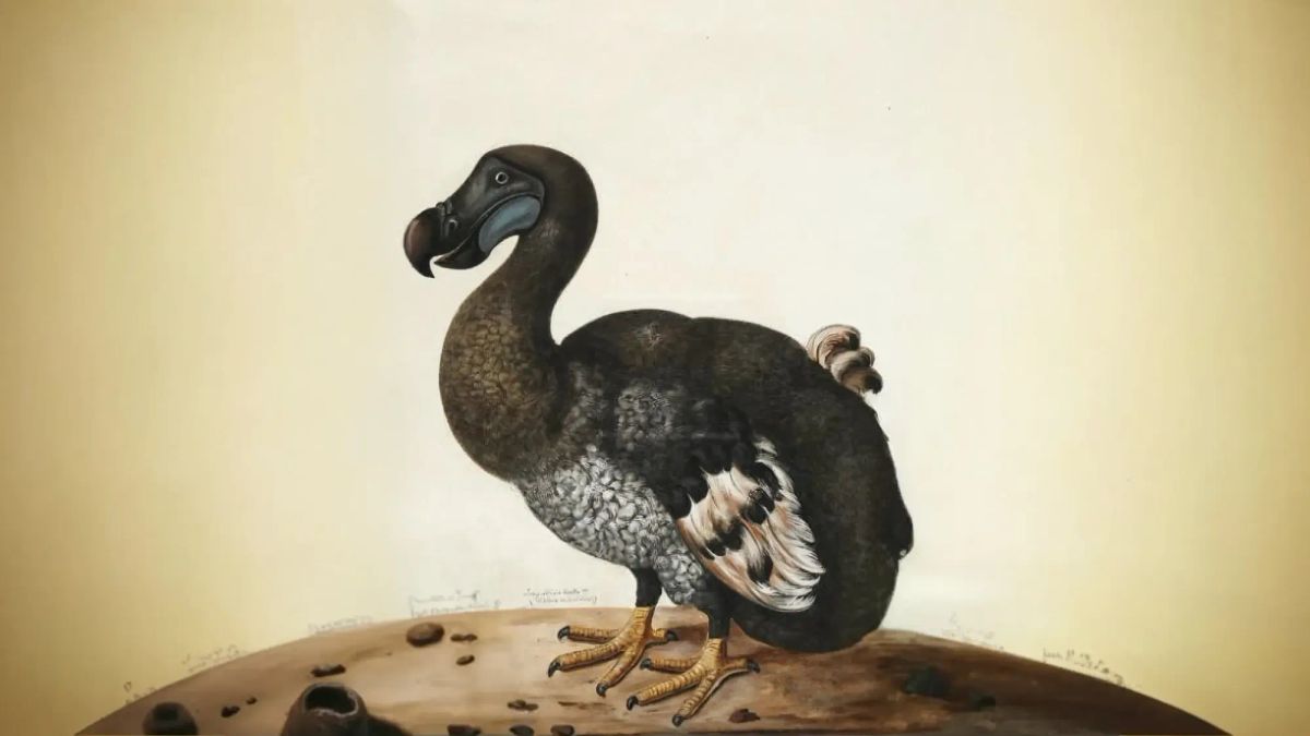 When the Dodo went silent…