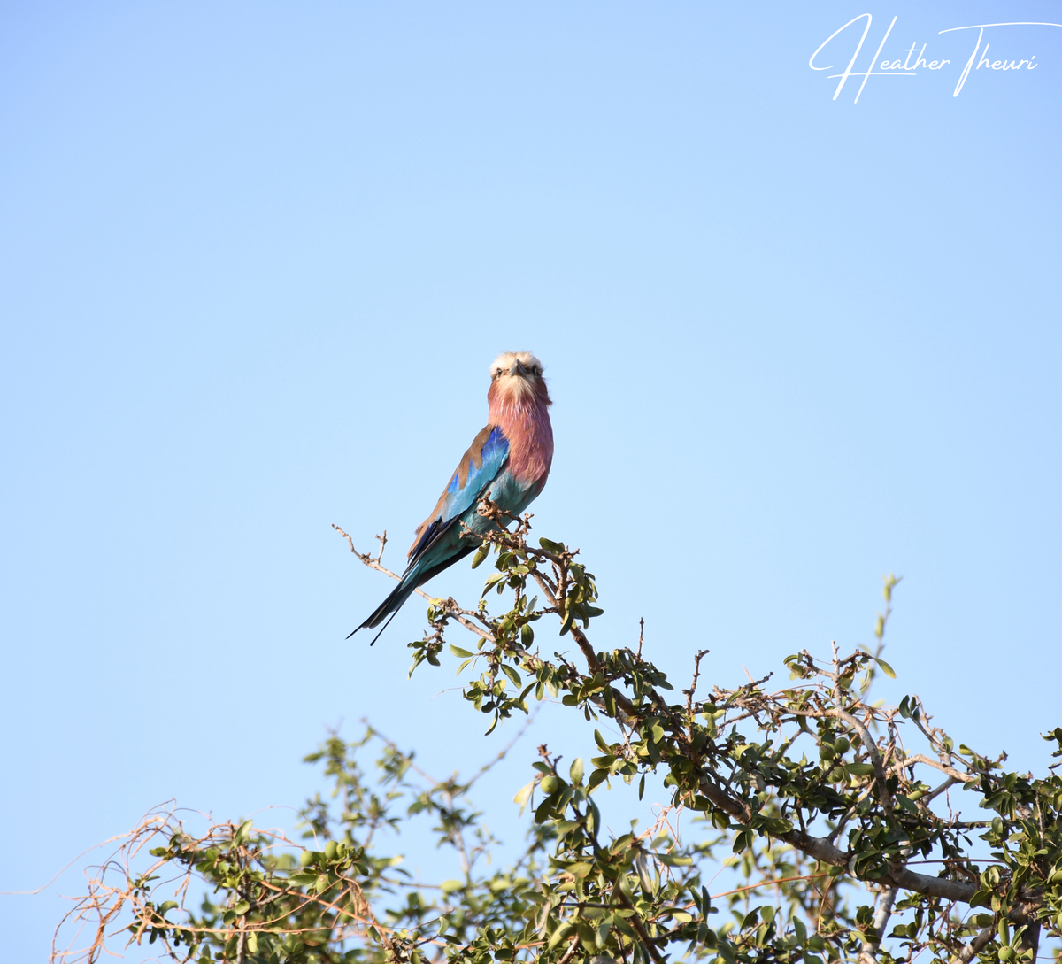 The Lilac Breasted Roller