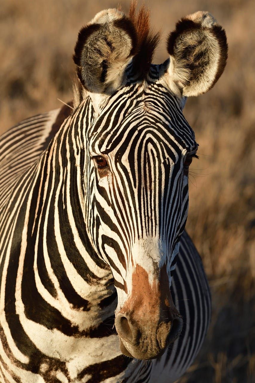 Grevy’s Zebra: The Role of Indigenous Knowledge in Wildlife Conservation