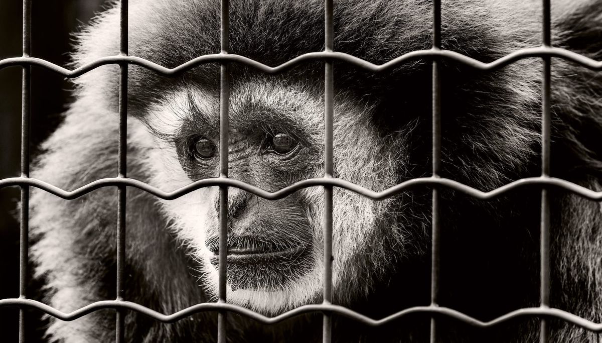 Are Zoos Worth the Cost to Animals? Let’s Talk About It