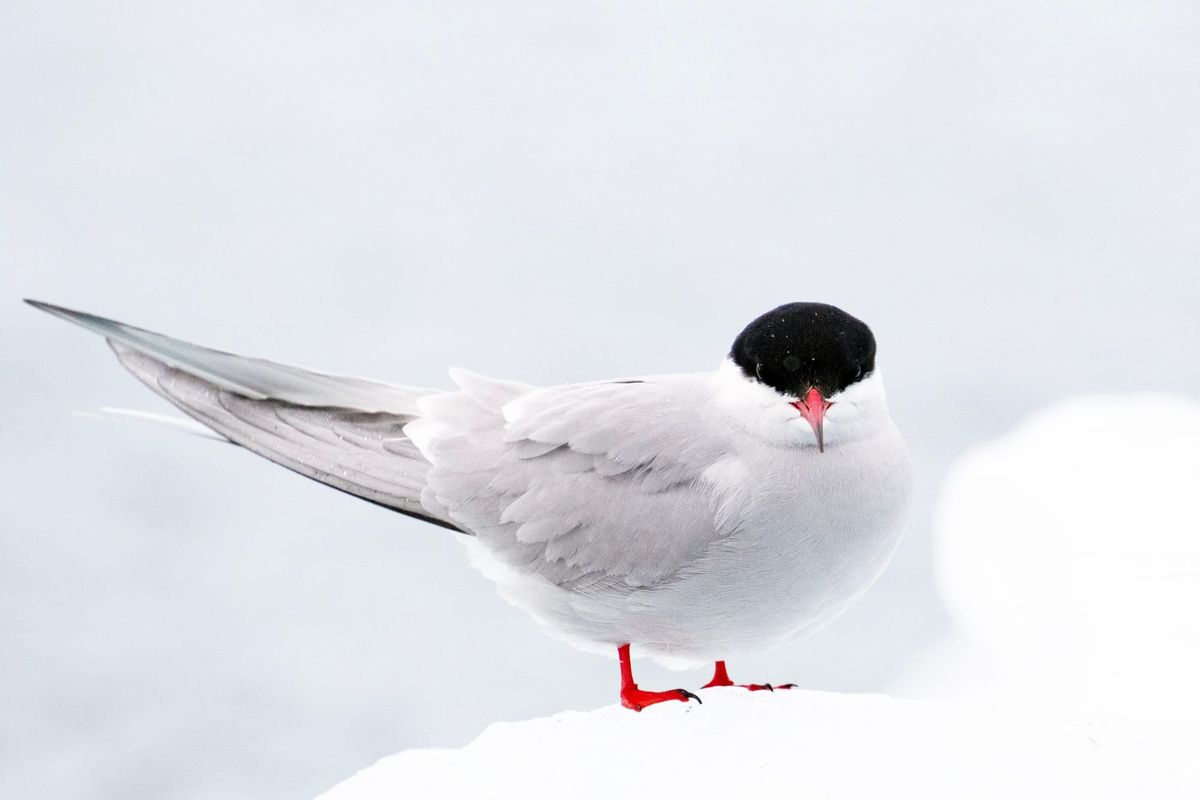 The Arctic Tern: The World’s Most Daring Migrator