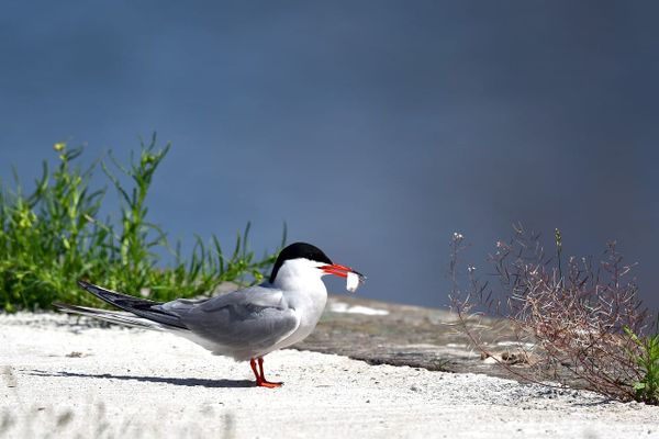 The Arctic Tern: The World’s Most Daring Migrator