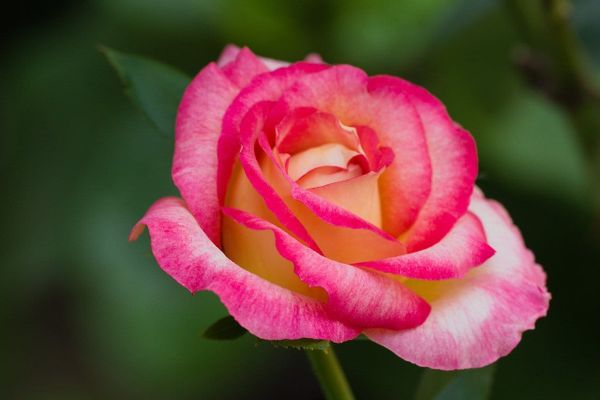 Flowers; More Than Just a Pretty Face.