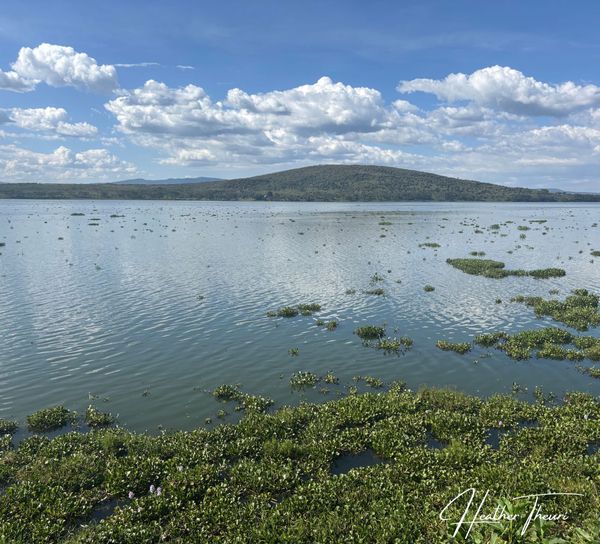 The Floating Menace: Unmasking Water Hyacinth