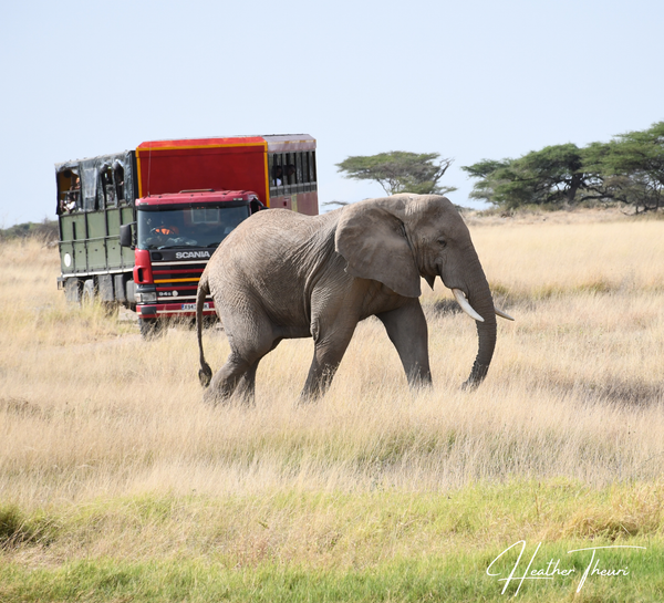                                                            Samburu National Reserve