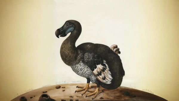 When the Dodo went silent…