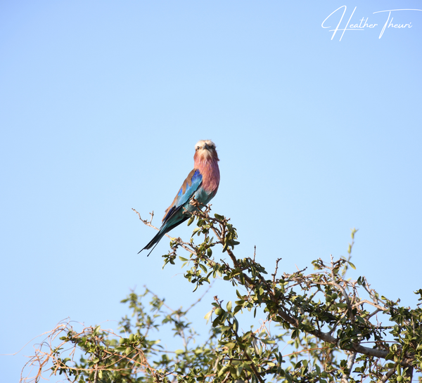 The Lilac Breasted Roller