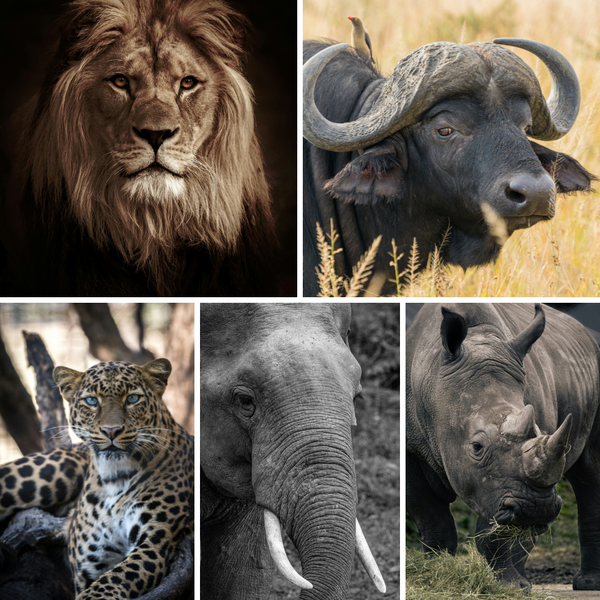 The History Behind Their Names