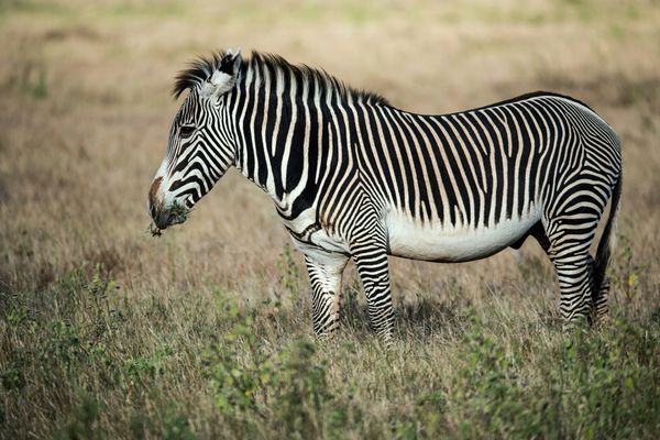 Grevy’s Zebra: The Role of Indigenous Knowledge in Wildlife Conservation