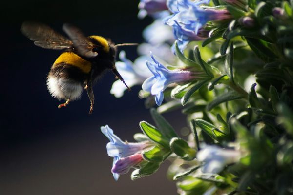 Bumblebees: Tiny, Fuzzy, and Saving the World