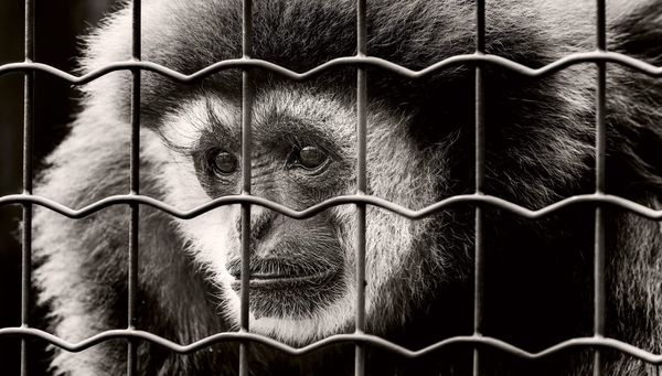 Are Zoos Worth the Cost to Animals? Let’s Talk About It