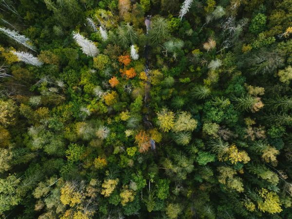 Tree-Mendous! Why Forests Are Vital for Our Future
