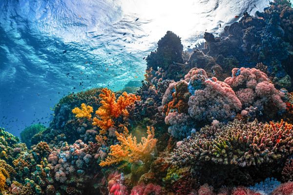 Coral Reefs: The Living Cities Beneath the Sea