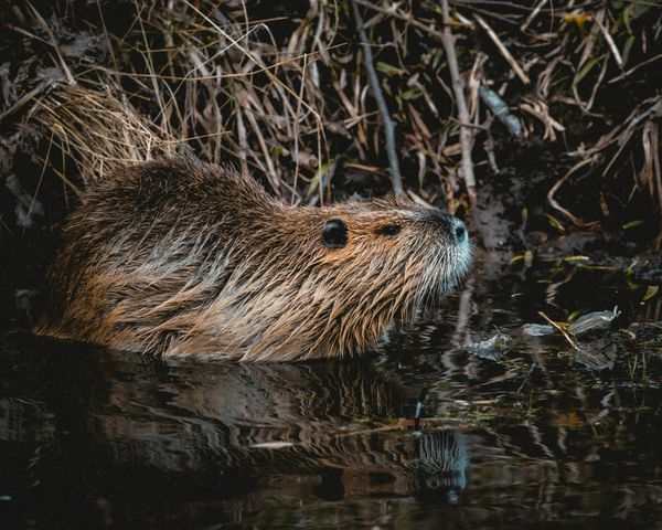 Why Ecosystems Depend on Keystone Species