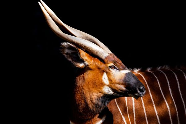 A Species Shaped By Absence