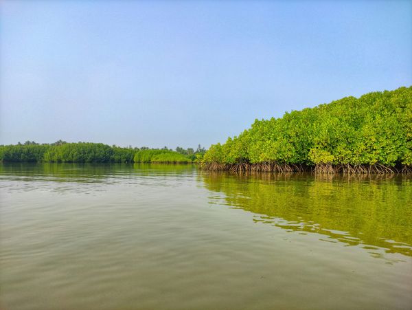 Mangrove Forests: Nature’s Saltwater Superheroes