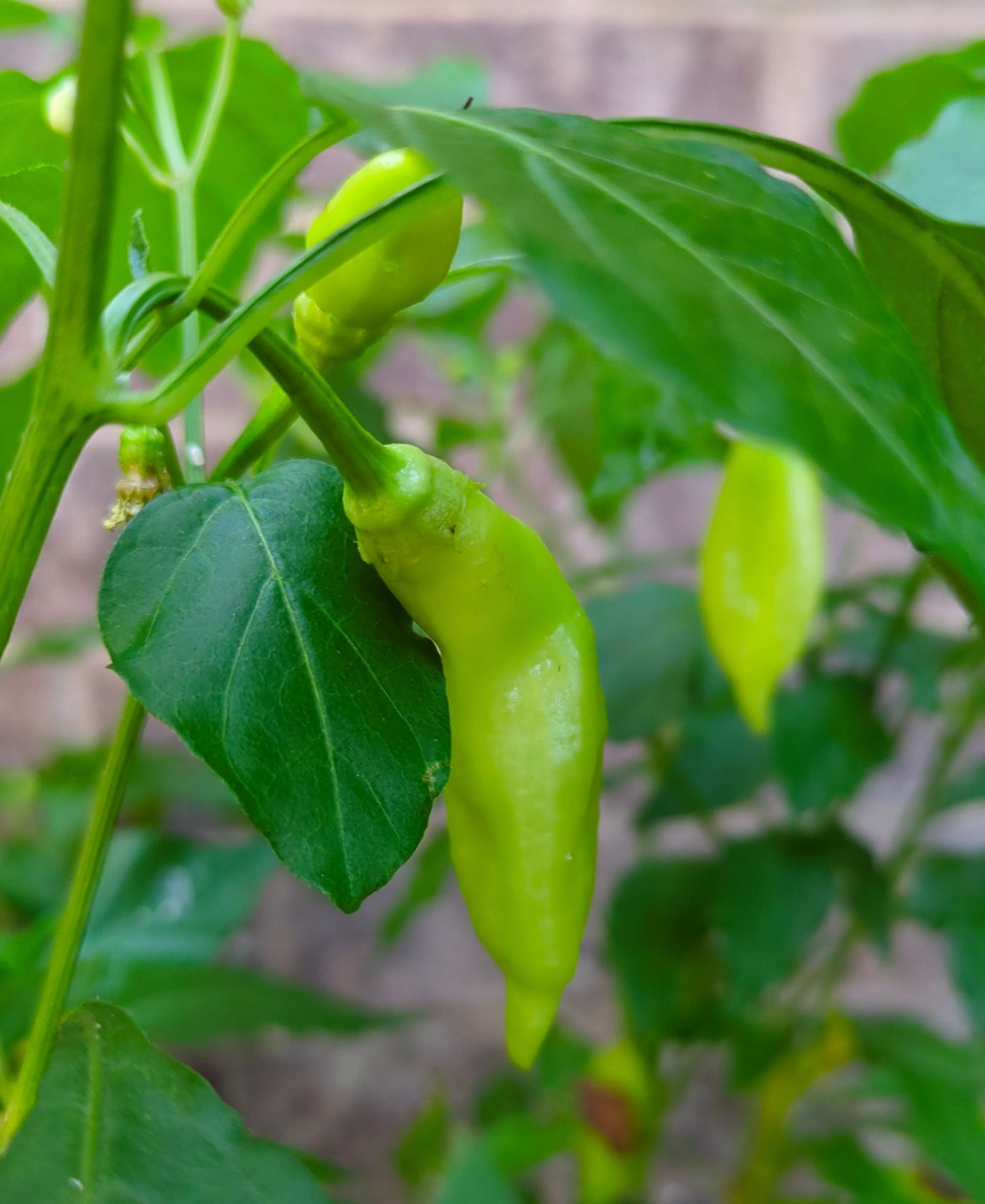 Will Jager cover image