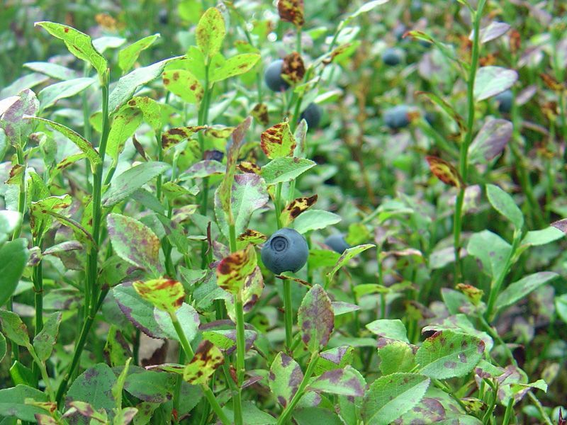 Gryningsräder mot livsmedelsföretag: misstänks ha koordinerat sina inköps- och försäljningspriser