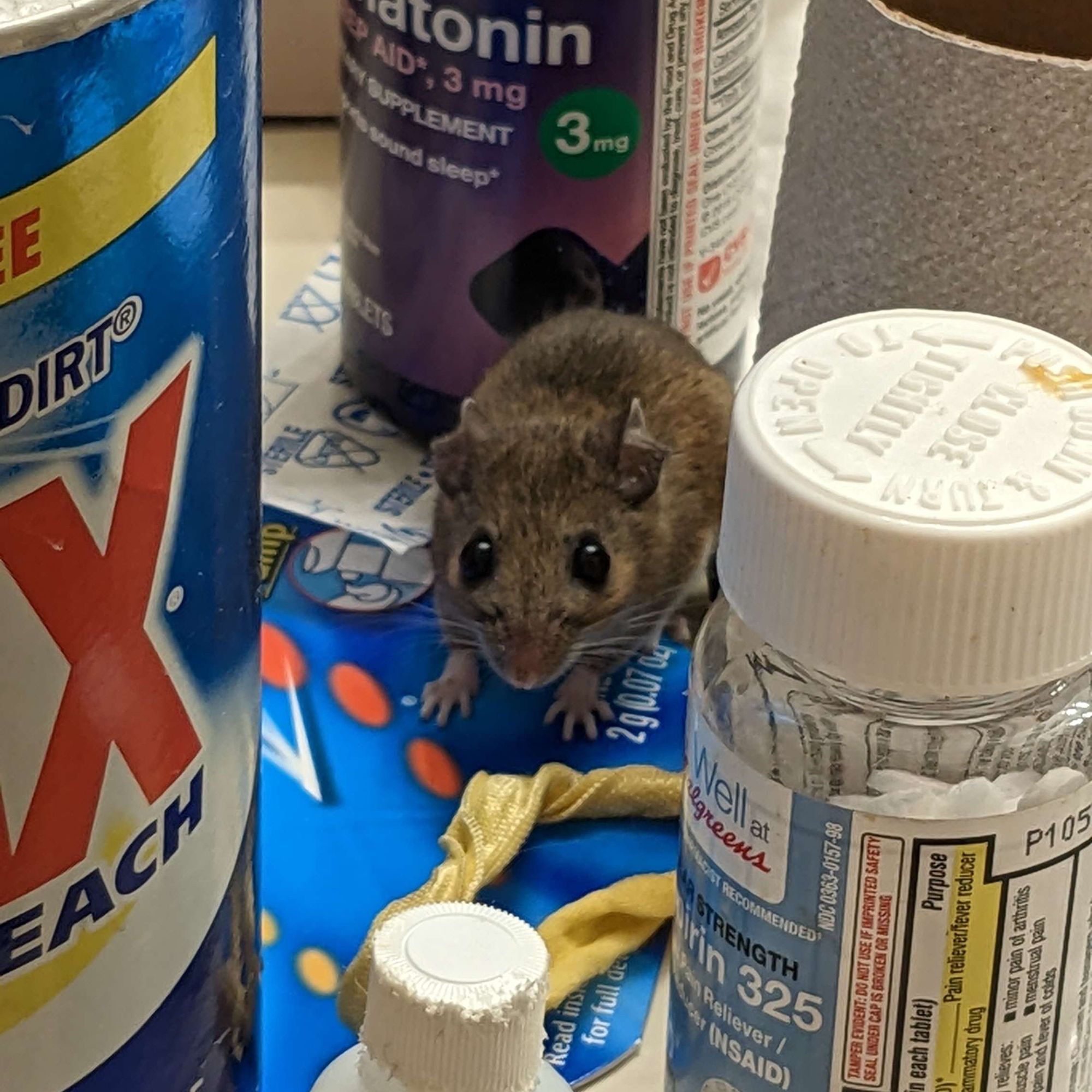 A mouse ate my drugs (and other excuses for not writing)