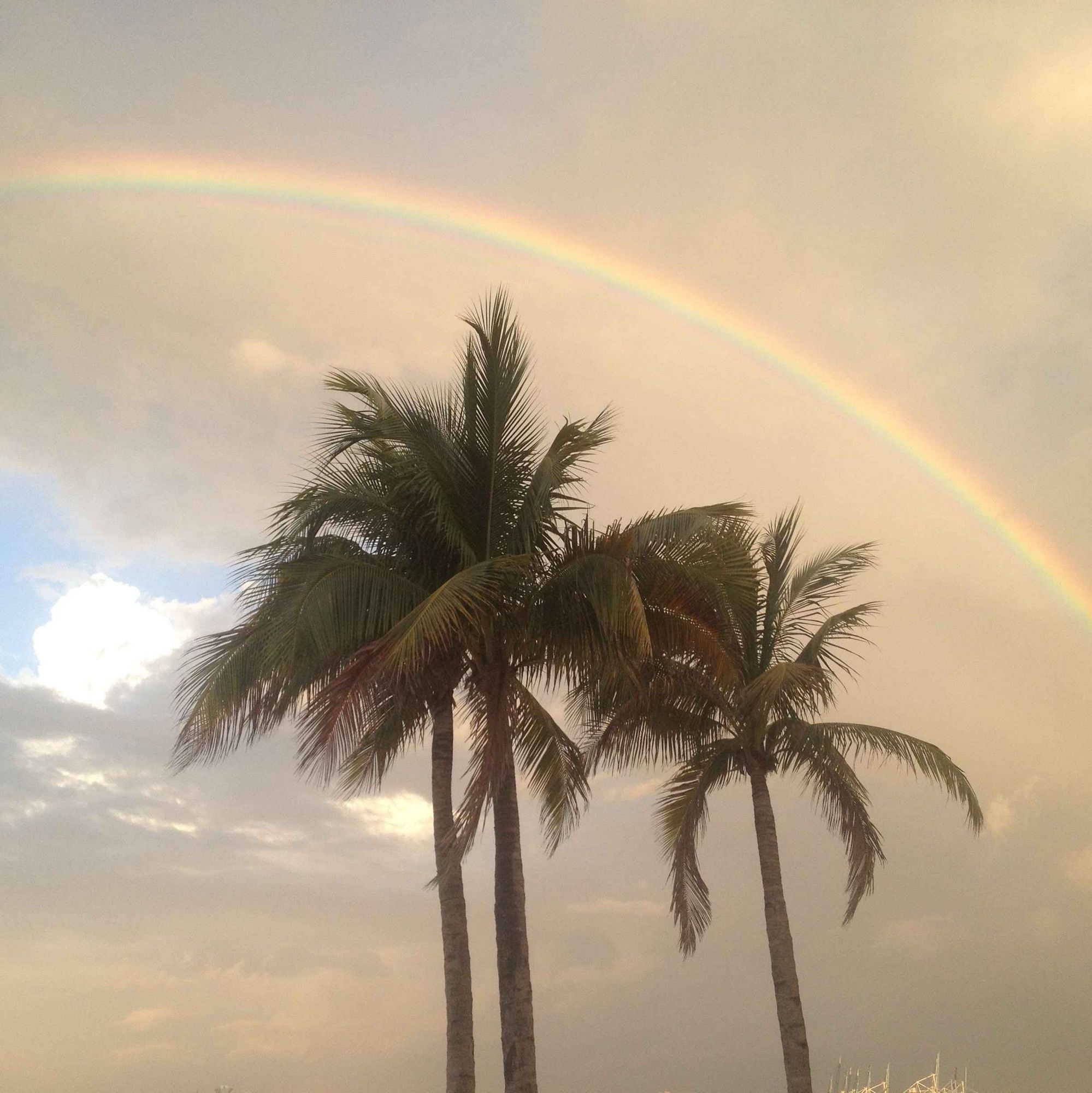 A bright rainbow arcing over two palm trees in Florida