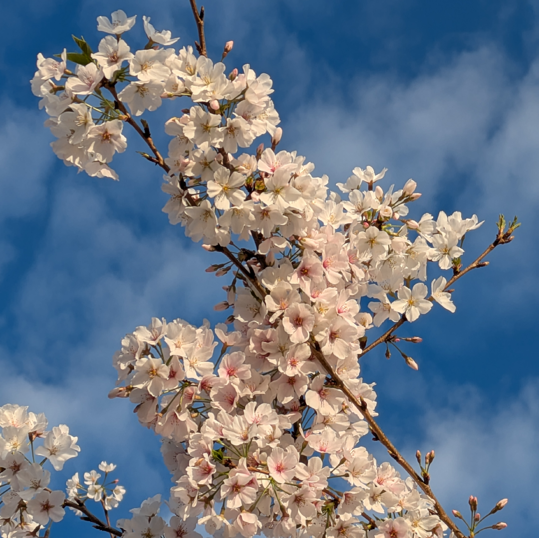 Soft, white and pink cherry blossoms blooming on a branch beneath a blue cloudy sky