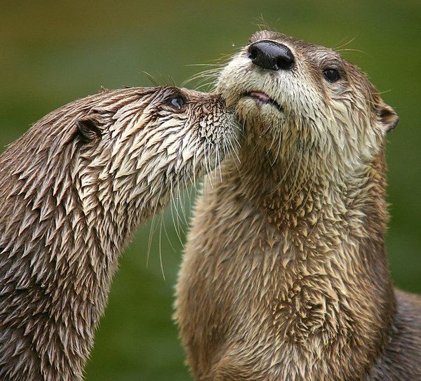 This image contains two brown fuzzy river otters bumping noses.