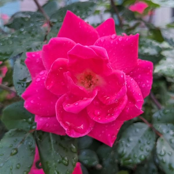 This is a close up of a pink flower with rain drops all over the petals.