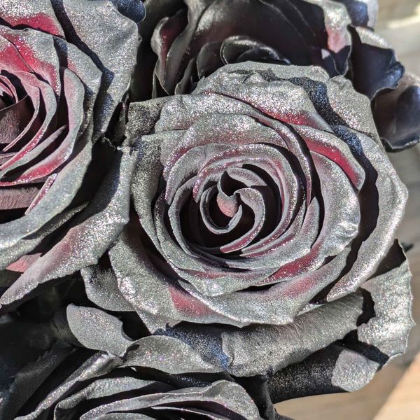 A close up image of a glittery black rose shimmering in the sunlight.