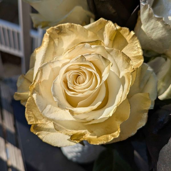 A white rose dipped in sparkling gold paint and glimmering in the sunlight