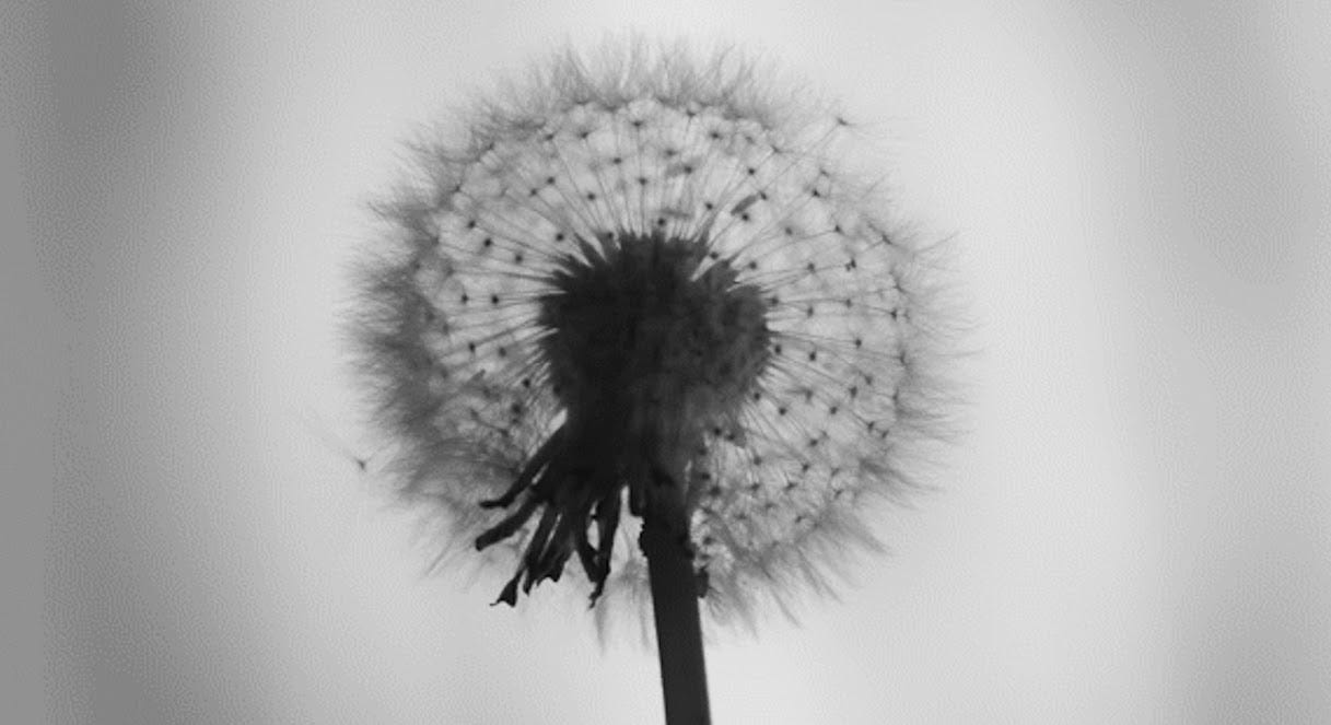 LA: Dandelions