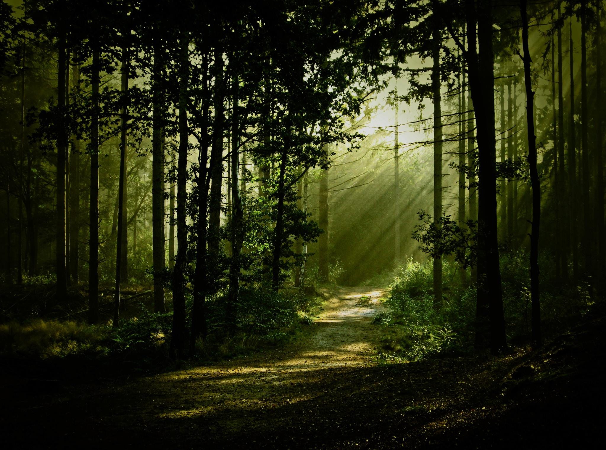 Asheville, NC: half-light