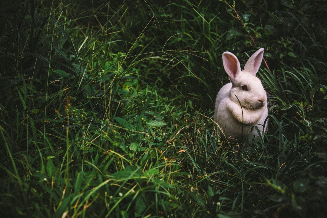 Chicago: Rabbit Hole Society: Spring Edition